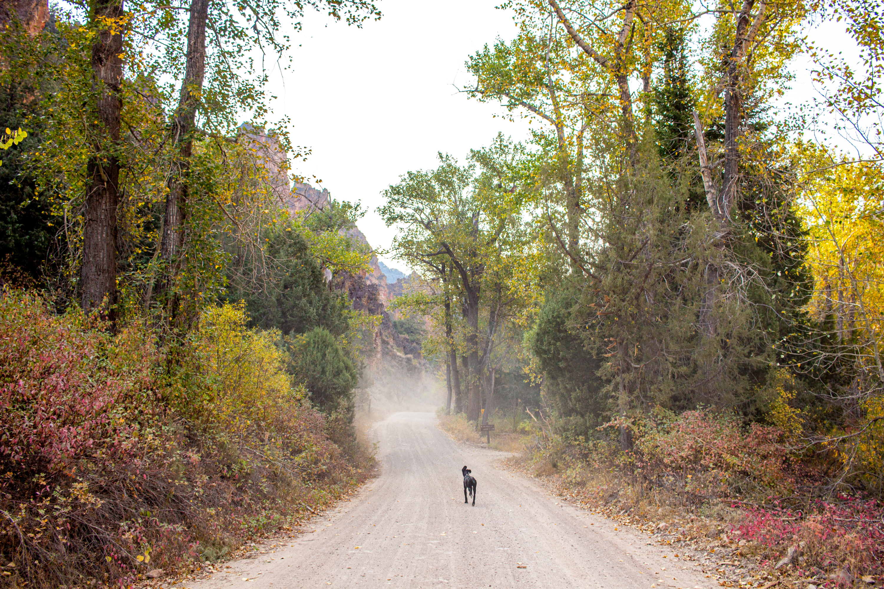 black dog on a dirt road in Jarbidge Nevada with the leaves changing colors for fall
