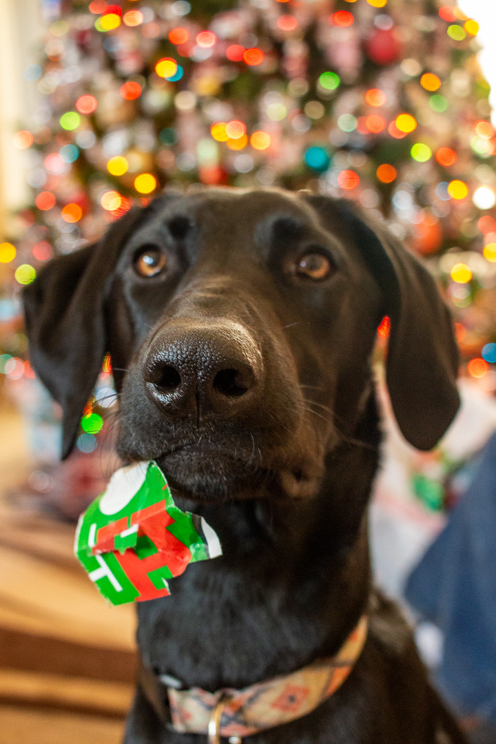 black dog with wrapping paper in mouth and Christmas lights