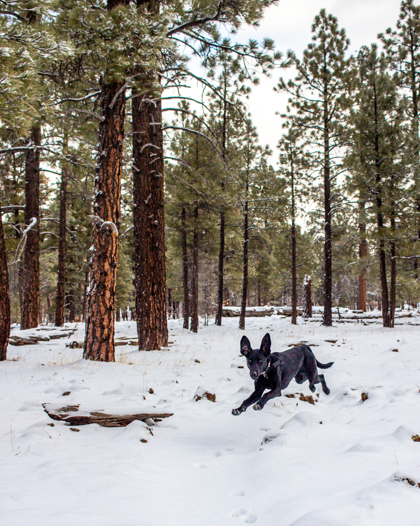 black dog leaping through the snow in a forest with pine trees in winter