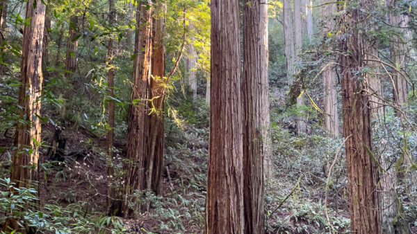 redwood trees on the Steep Ravine Trail at Mount Tamalpais Hike