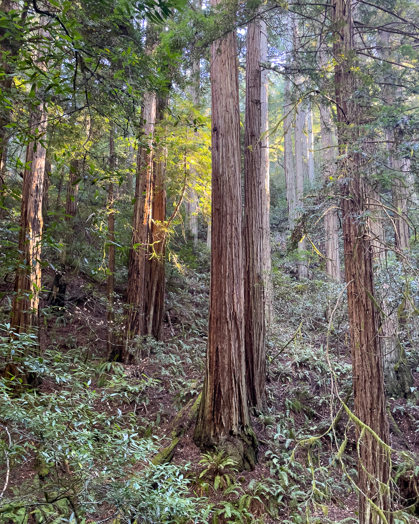 redwood trees on the Steep Ravine Trail at Mount Tamalpais Hike
