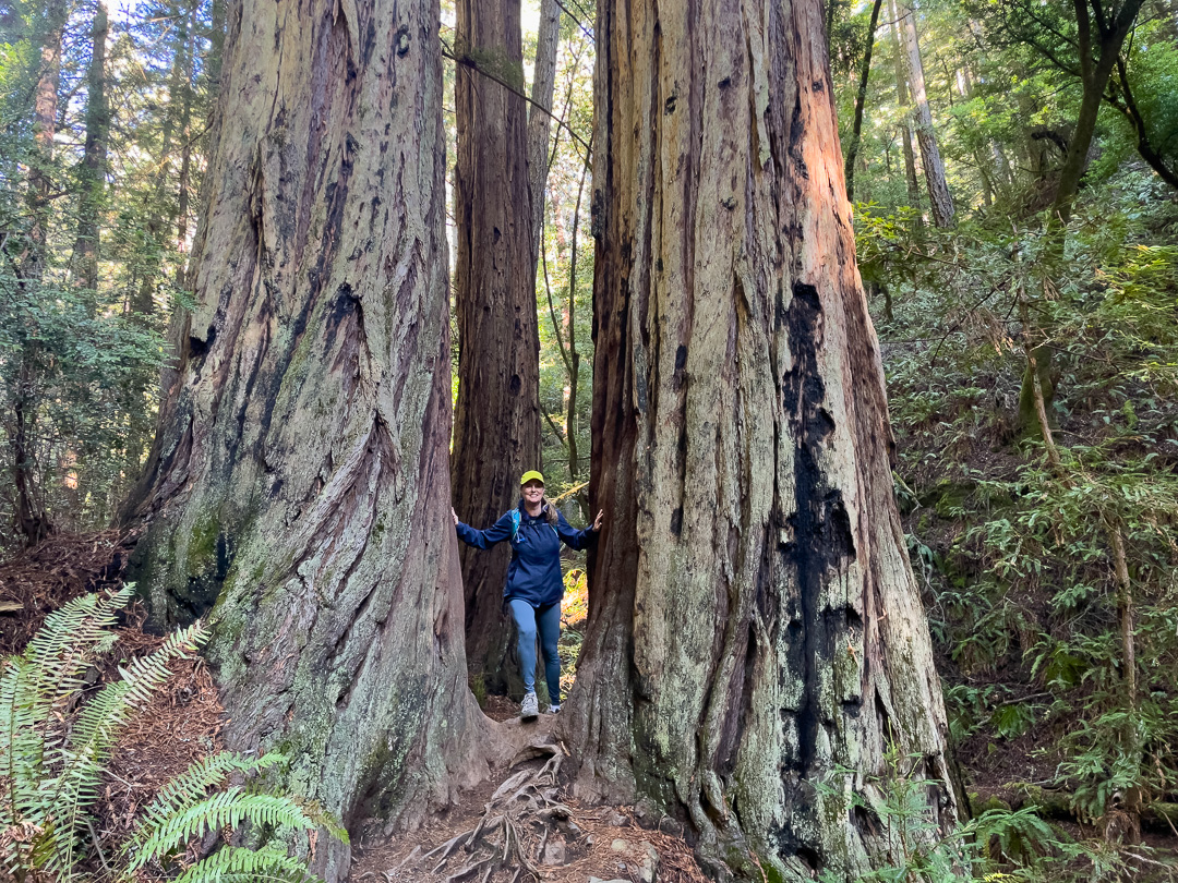 hiker between giant redwood trees on the Steep Ravine Tail at Mount Tamalpais hike