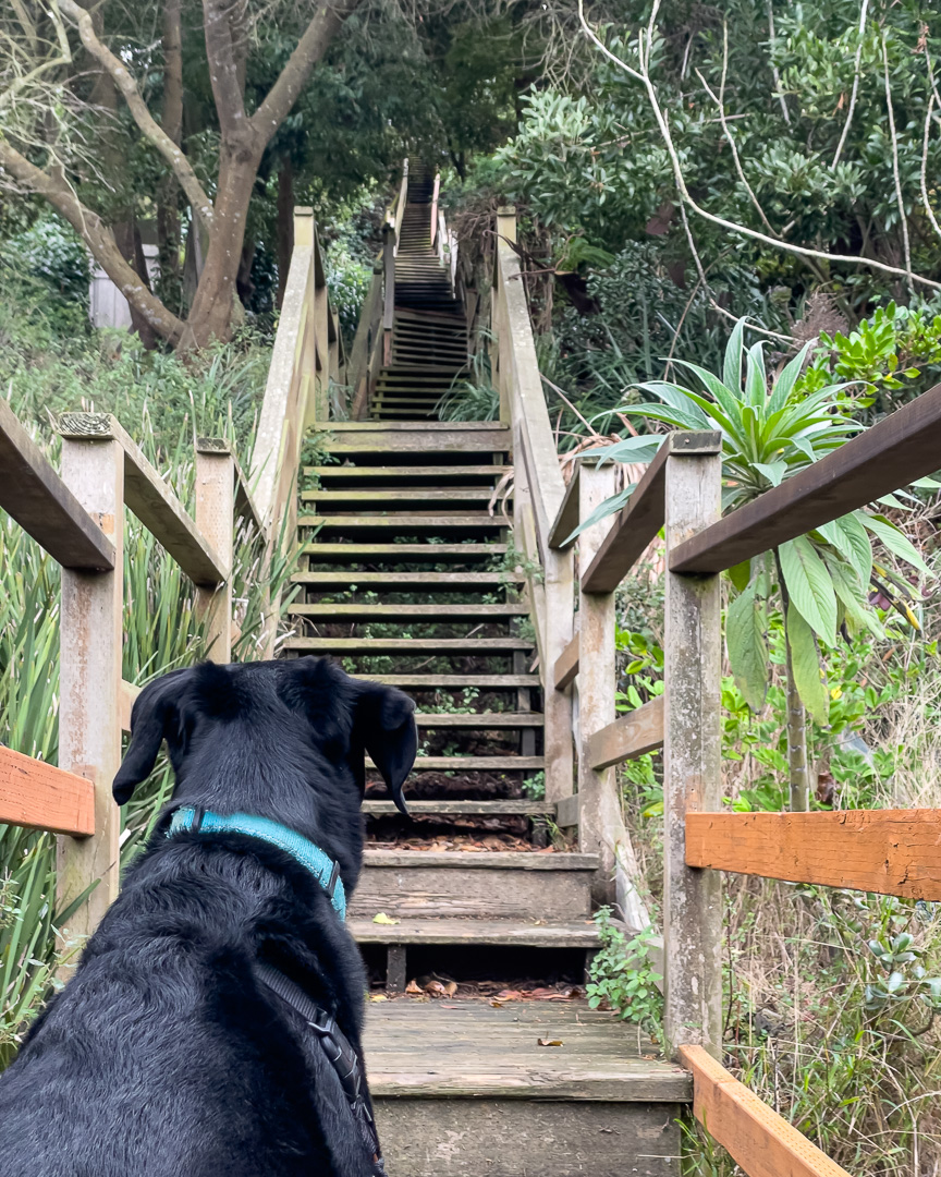 black dog looking up at the wooden stairs on Harry Street steps, best views in Noe Valley