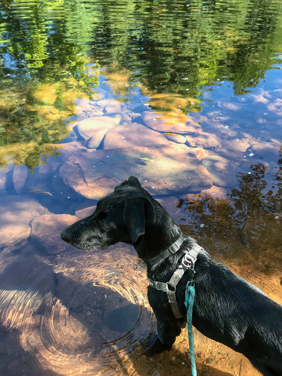 black dog with clear water reflections in Oak Creek on the Baldwin Trail in Sedona, things to do in Sedona