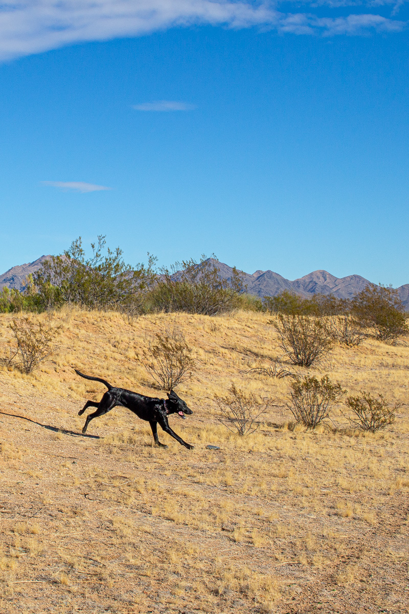 black dog in Reach 11 Recreation Area in Phoenix, looking towards the McDowell Mountains