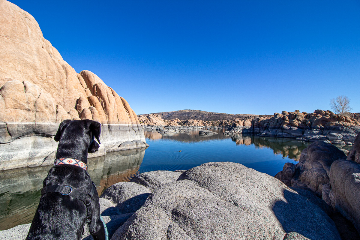 black dog looking at Watson Lake in Prescott, Arizona, things to do between Phoenix and Flagstaff