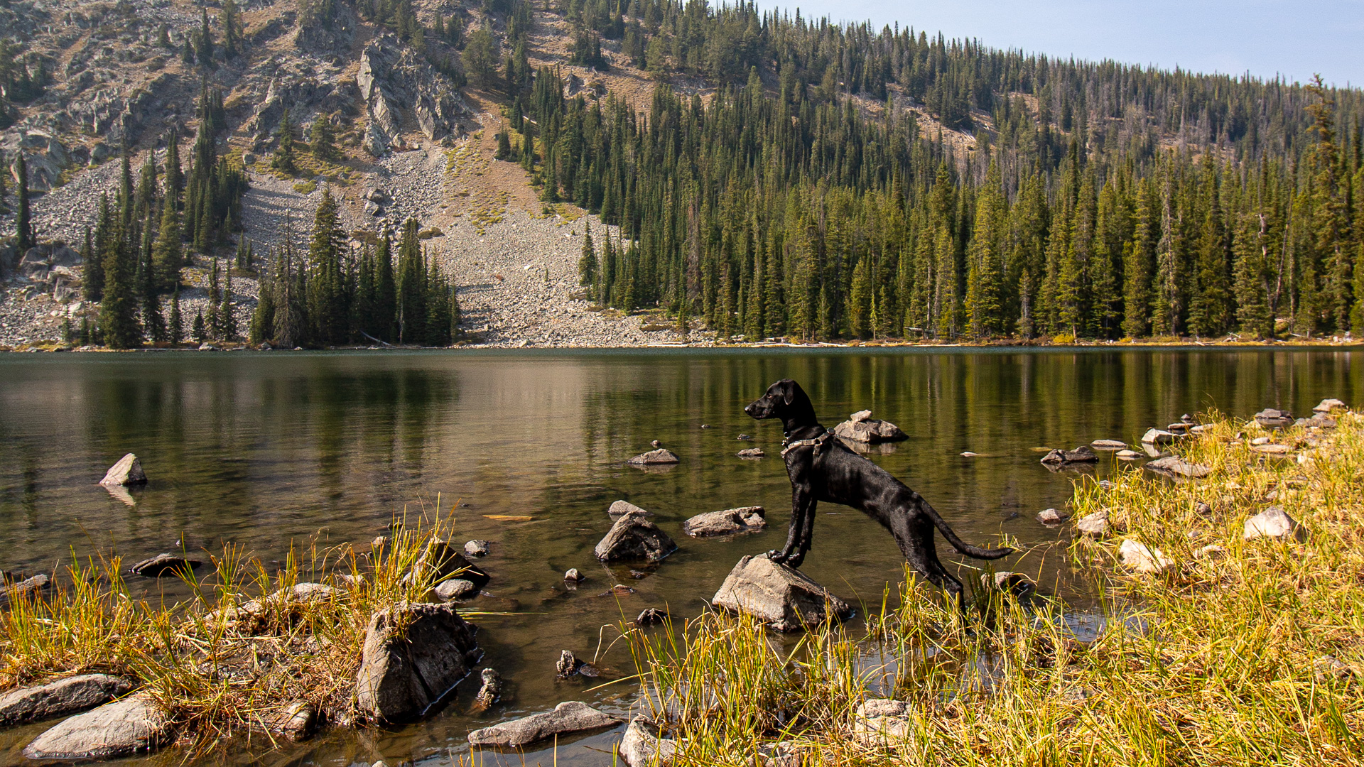 black dog looking at the view of an alpine lake, Williams Lake near Salmon, Idaho, dog travel