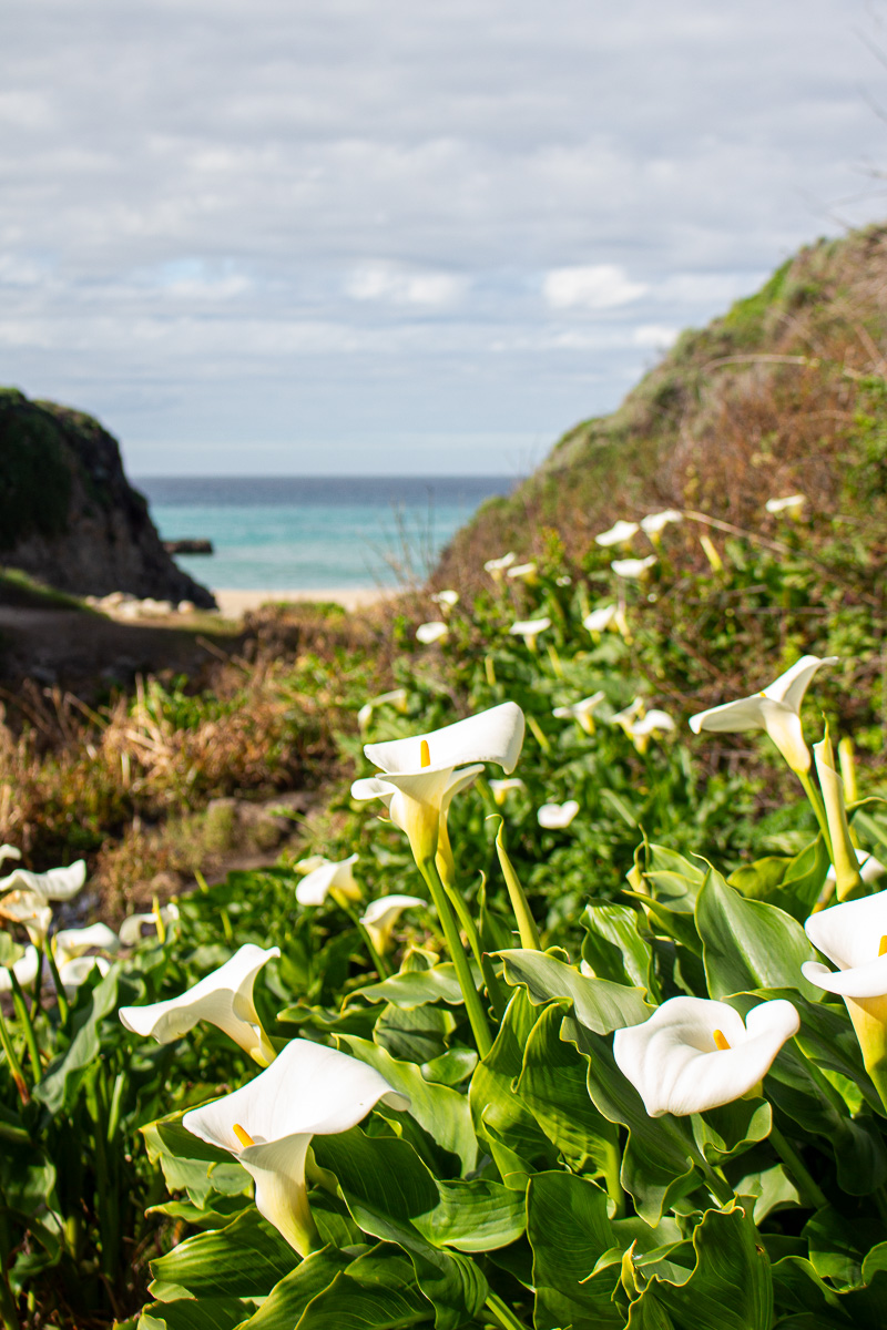 Calla Lily Valley at Garrapata Beach, dog friendly things to do, Big Sur with a dog, dog friendly highway 1 roadtrip, california wildflowers