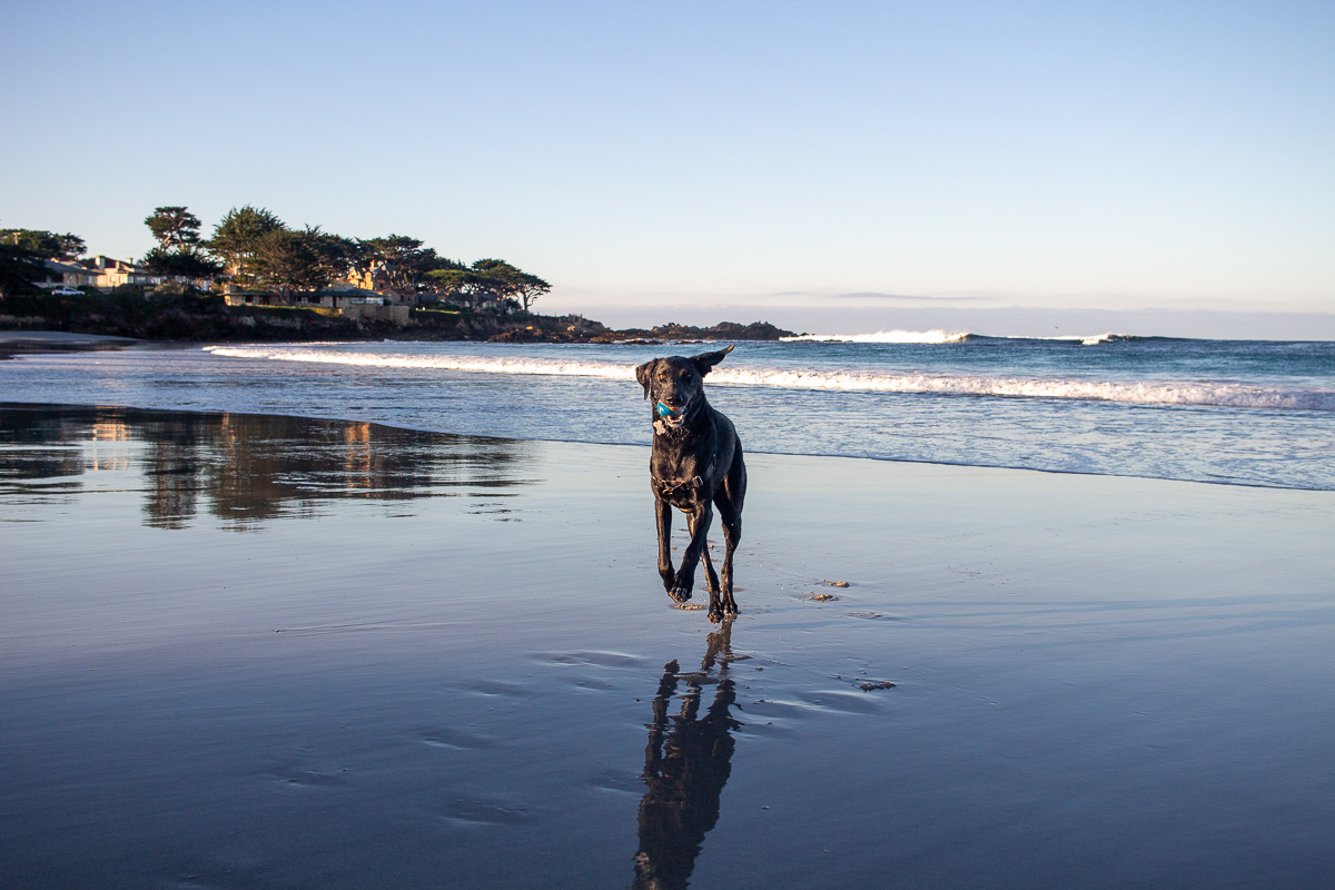 black dog running on Carmel Beach, dog friendly Carmel, things to do in Carmel with a dog, off-leash dog beach in Carmel