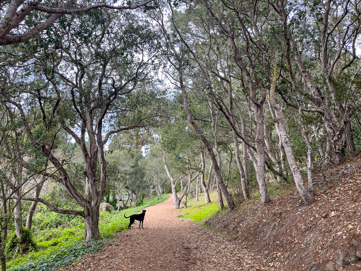 Black Dog in Mission Trail Park in Carmel, dog friendly Carmel, things to do with a dog in Carmel-by-the-Sea, off-leash dogs