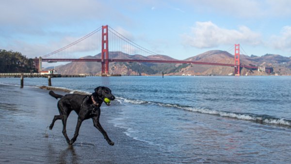 Crissy Beach with a dog, dog beaches in San Francisco, dog friendly San Francisco, Golden Gate bridge views with a dog