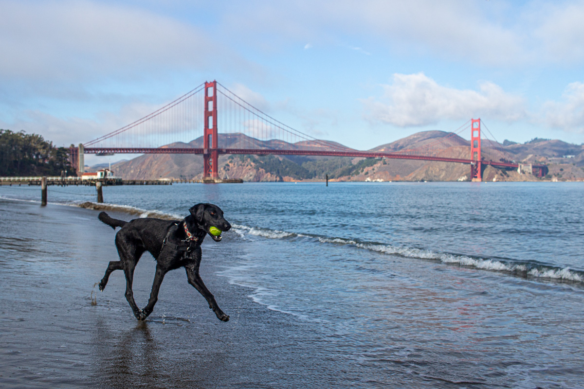 Crissy Beach with a dog, dog beaches in San Francisco, dog friendly San Francisco, Golden Gate bridge views with a dog