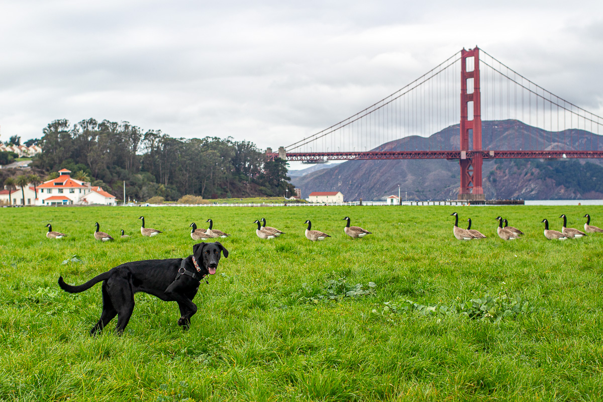 Bird dog pointing at Geese, Crissy field, off-leash dogs in San Francisco, things to do with a dog in San Francisco, Golden Gate Bridge view