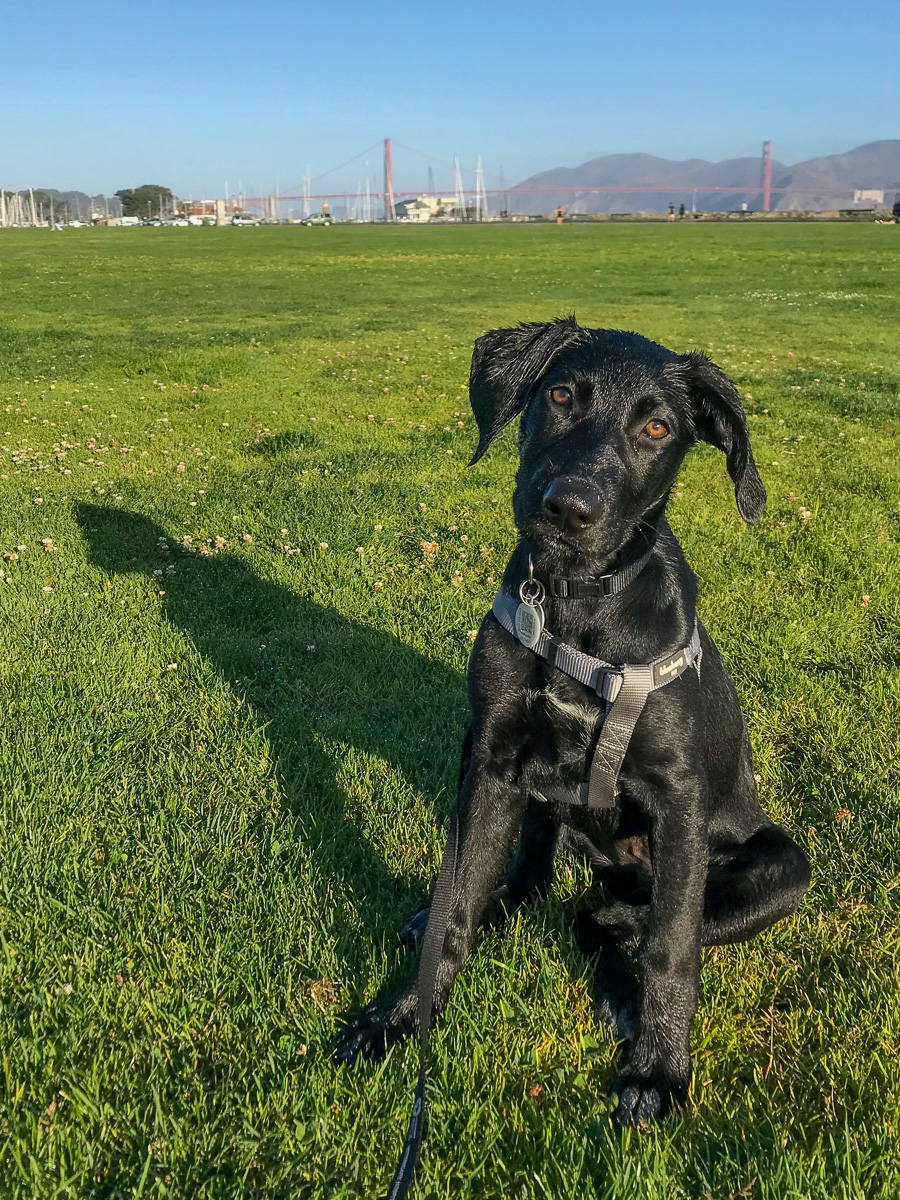 puppy at the Marina Green, dog things to do in San Francisco