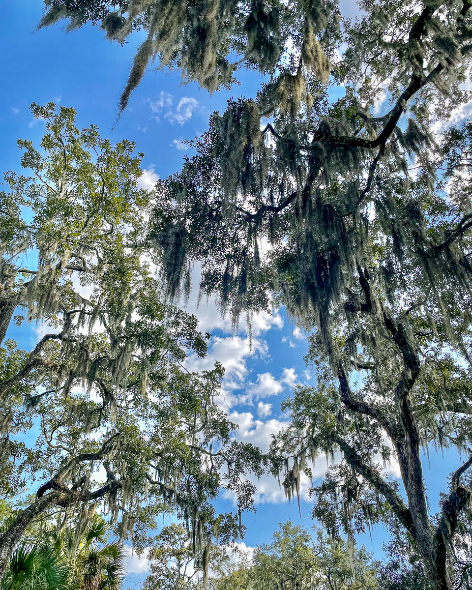 spanish moss on live oak trees in bonaventure cemetery in savannah, georgia