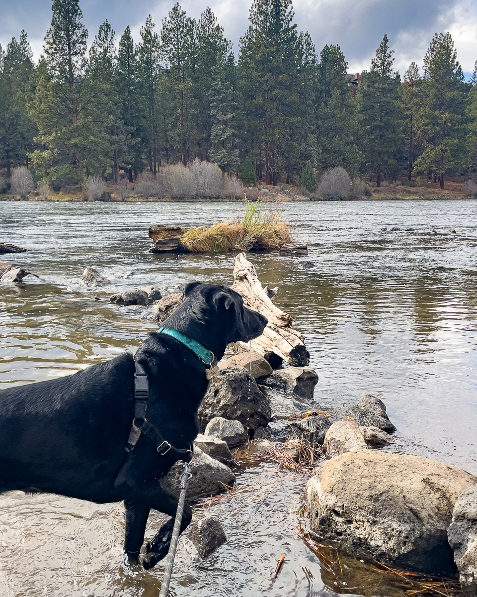 Deschutes River trail with a dog, dog friendly things to do in Bend