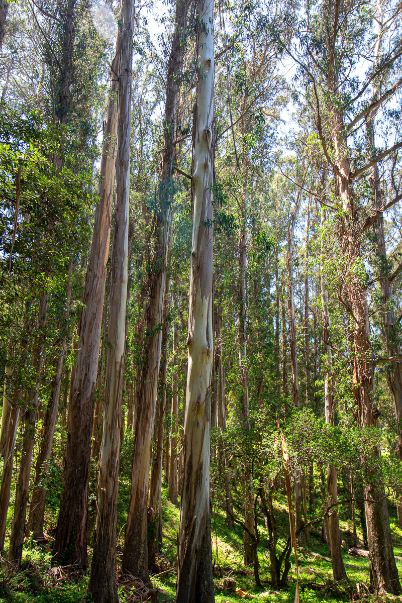 Eucalyptus trees on Angel Island
