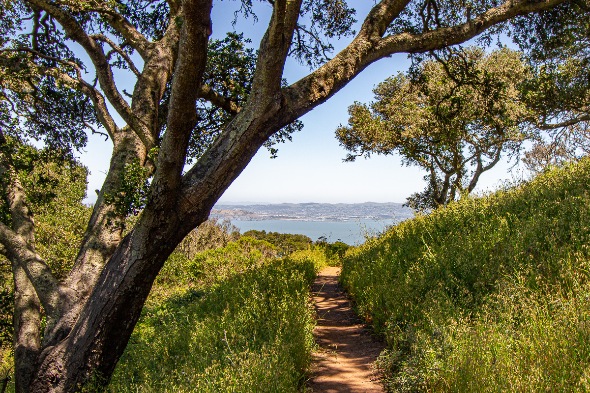 Angel Island hiking trail views, best bay area hikes, day trips from San Francisco, things to do on Angel Island