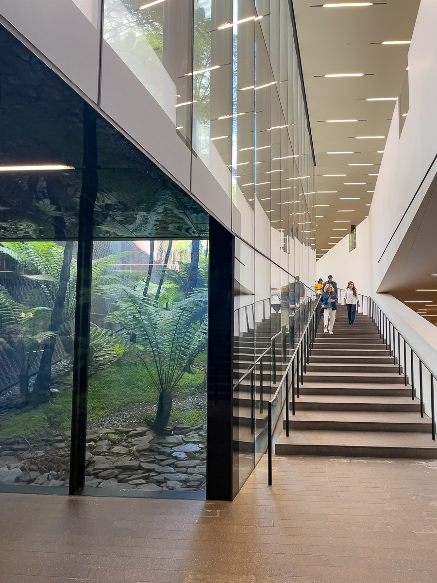 lower level stair and interior garden at the de Young Museum in San Francisco, architecture of the de Young Museum