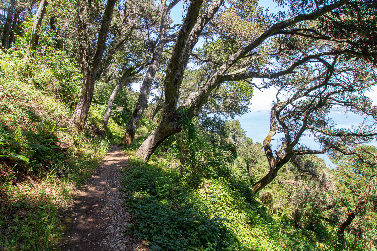 North Ridge Trail, Angel island hiking trails, things to do on angel island