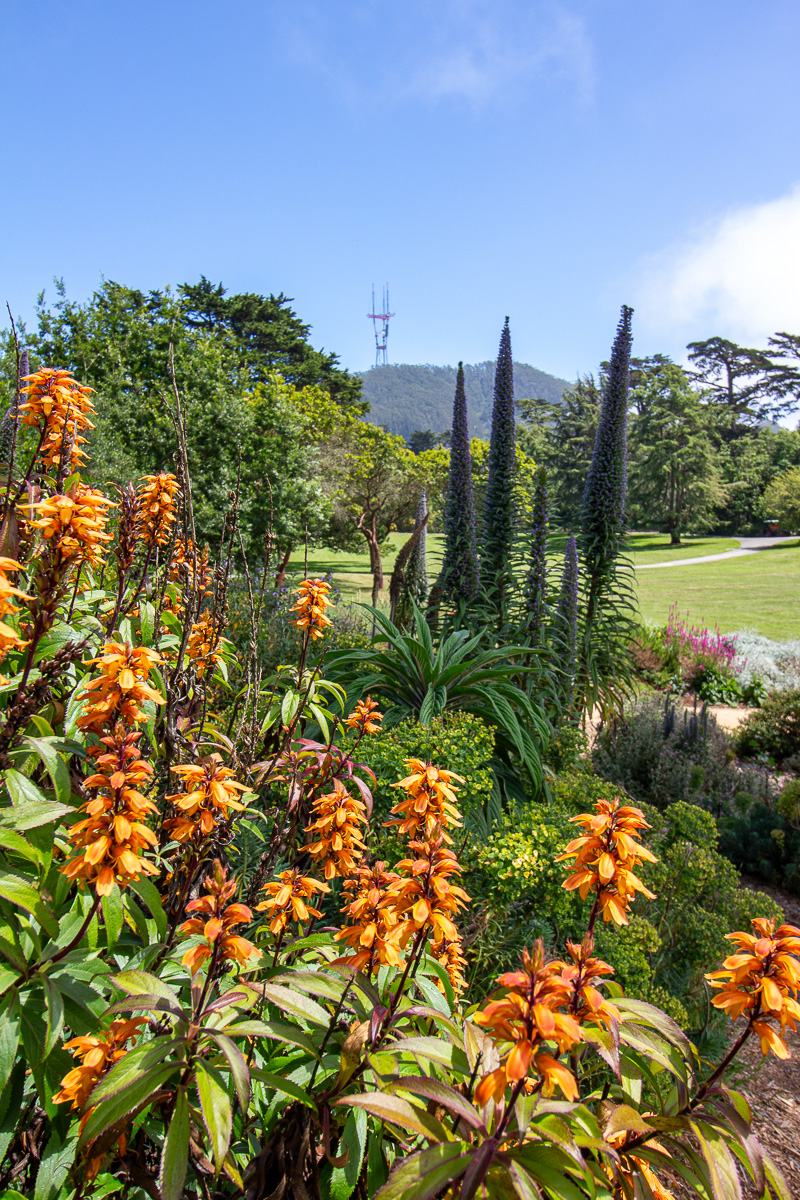 San Francisco Botanical Garden in Golden Gate Park, Gardens in Golden Gate Park, things to do in GGP