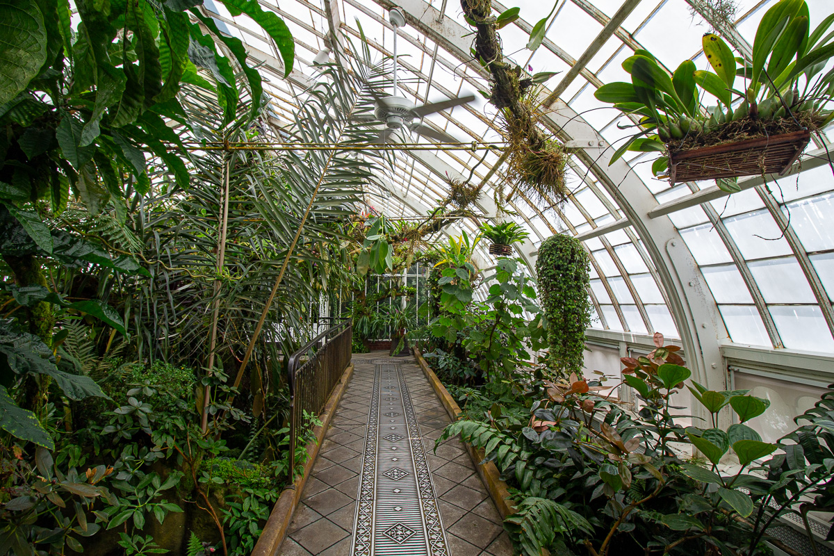 Inside the Conservatory of Flowers in Golden Gate Park, Victorian greenhouse architecture, tropical greenhouse