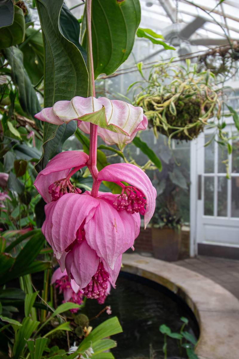 Inside the Conservatory of Flowers in Golden Gate Park, Gardens in GGP, pink hanging flower