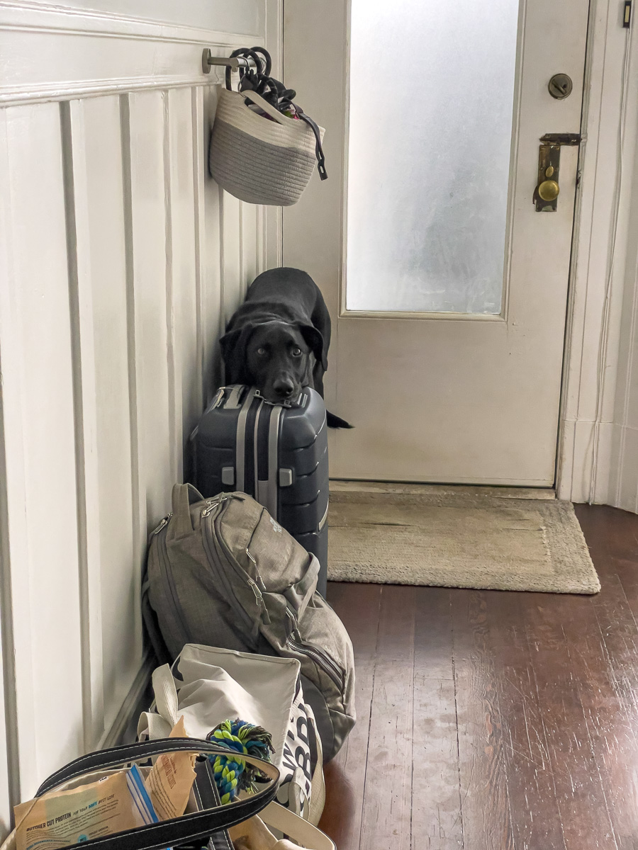 packing for a road trip with a dog, black dog resting her head on uggage at the front door to make sure she gets to go on the trip, packing with a dog