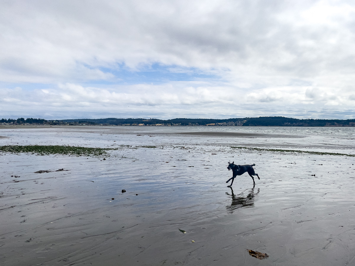 Double Bluff Beach at Whidbey Island, off-leash dog beach, dog-friendly things to do on Whidbey Island, day trip from Seattle
