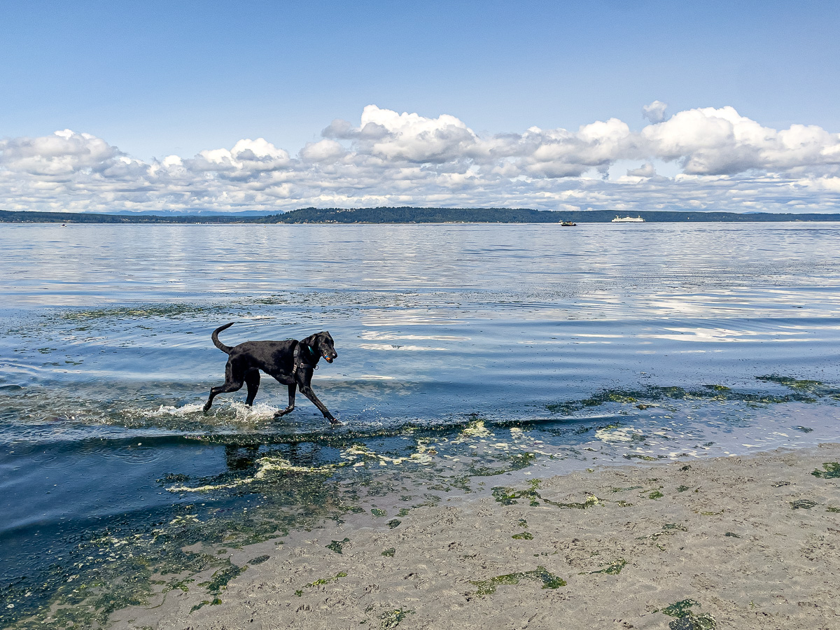 Edmonds Dog Beach, dog friendly things to do in Seattle