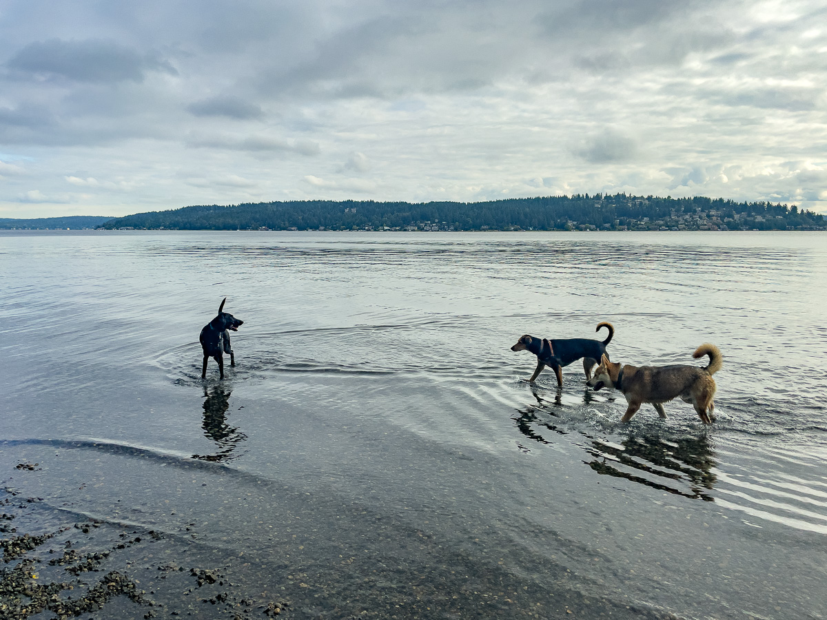 Magnuson Dog Beach at Lake Washington in Seattle, dog-friendly things to do in Seattle